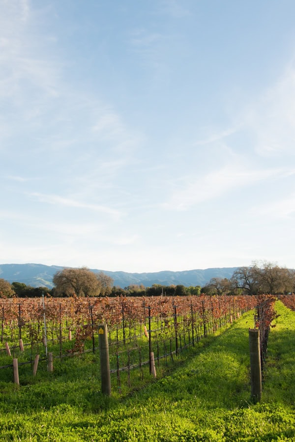 Rows of vines at Roblar Vineyards. The vines are surrounded by green grass, and you can see the mountains in the far background.