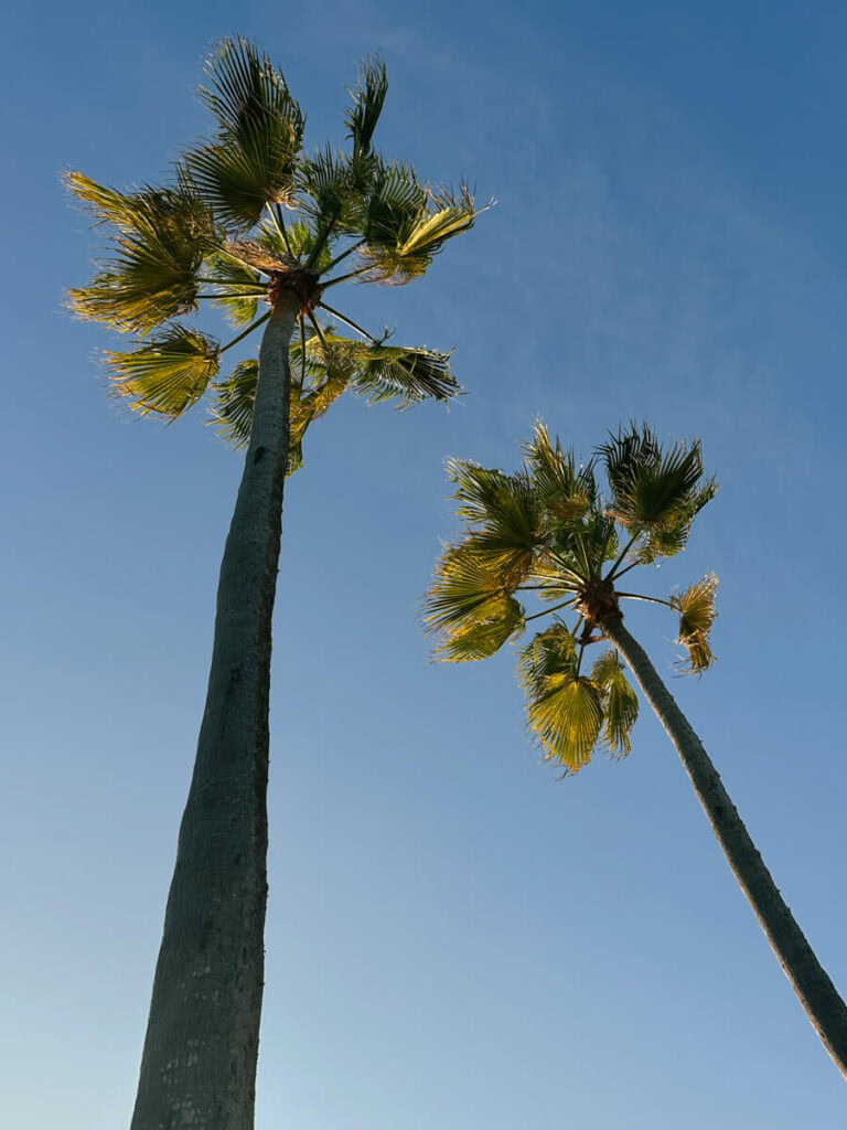 A view looking up at two palm trees, with the blue sky in the background