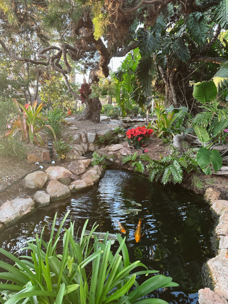 A koi pond in the Meditation Gardens, which is surrounded by lush green plants, as well as some red flowers.