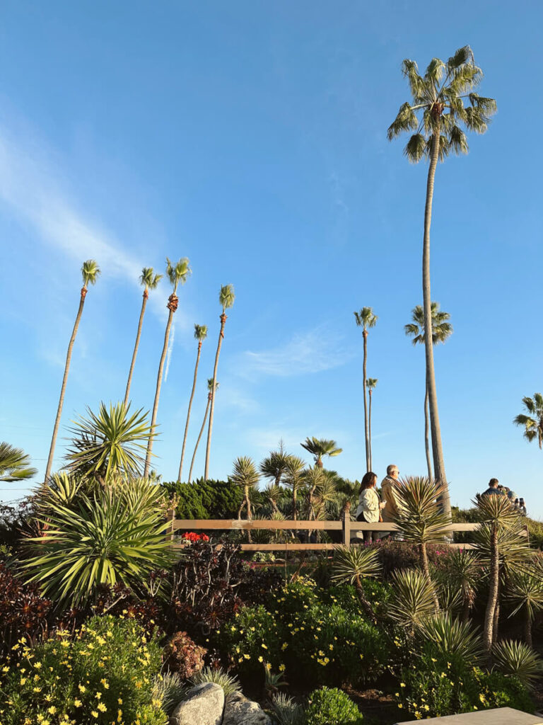 Scattered palm trees and a variety of plants surround a wooden fence around a look out point. Two people are looking out at the ocean.