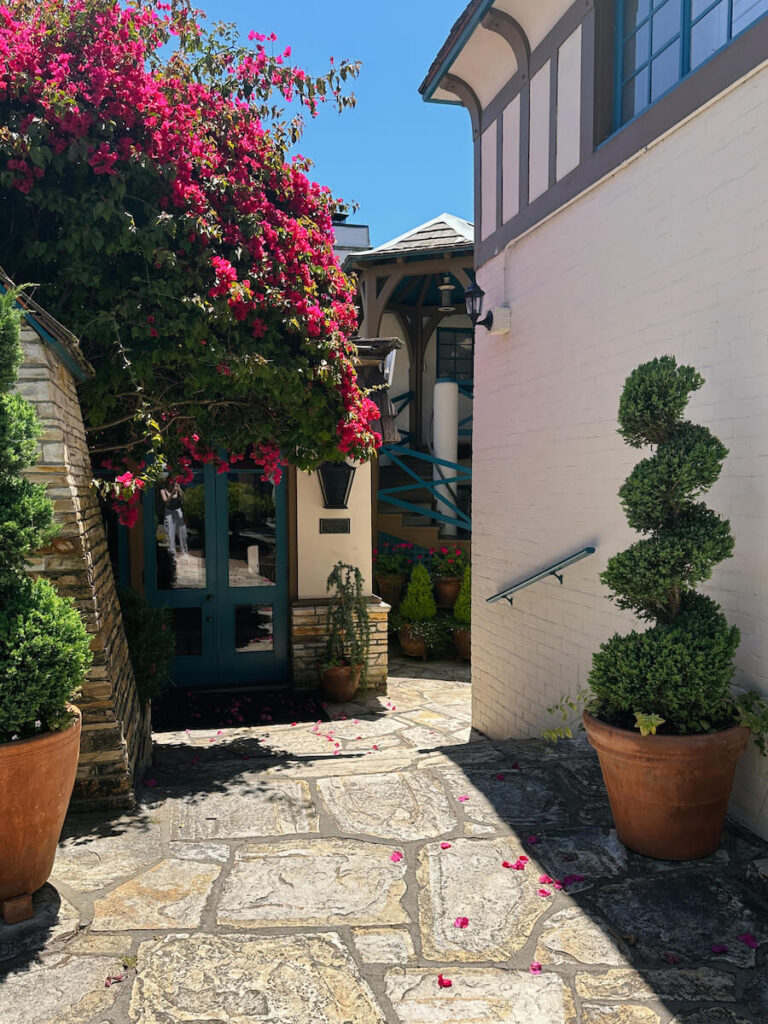 A small courtyard in Carmel with pink bougainvillea on one side and a potted spiral shrub