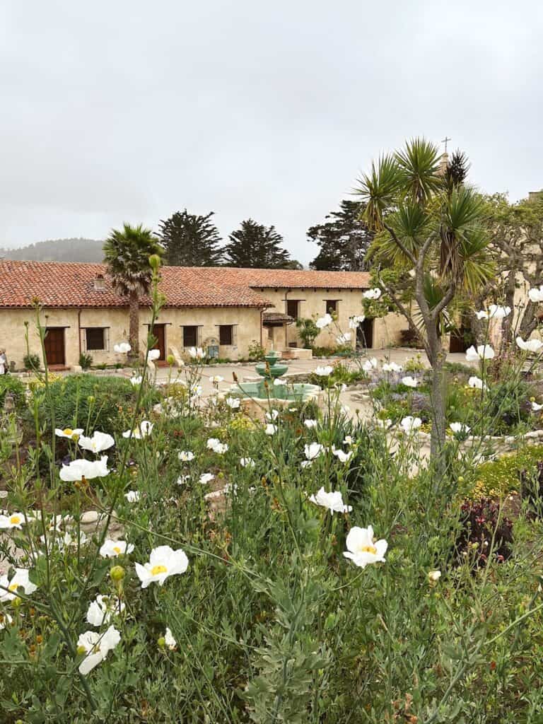 Flowers in the foreground, with the view of the courtyard at Carmel Mission in the background