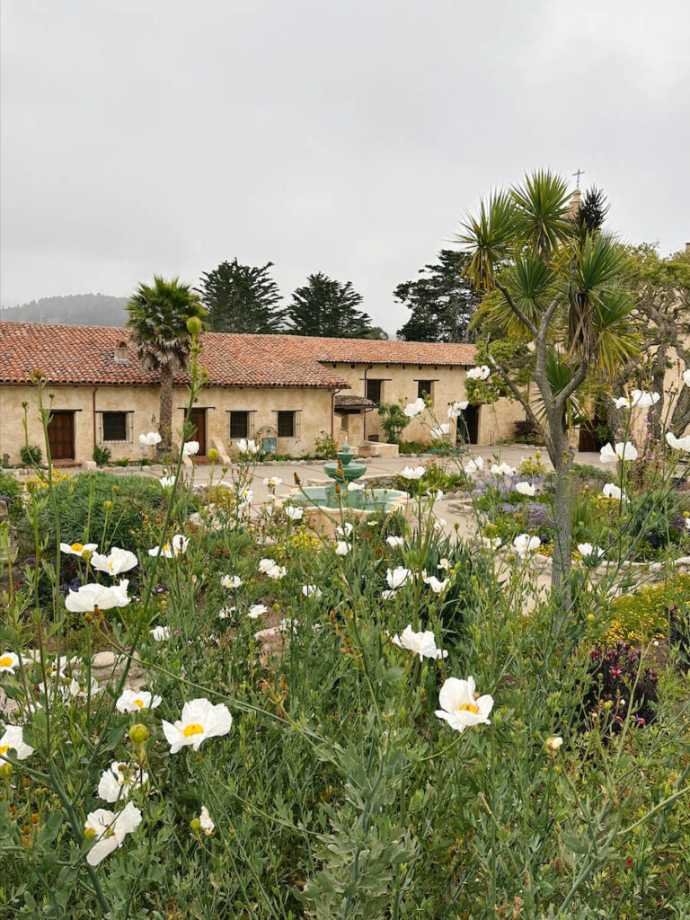 Flowers in the foreground, with the view of the courtyard at Carmel Mission in the background