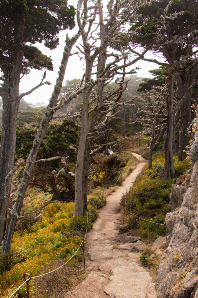 A trail leading through a forested area in Point Lobos