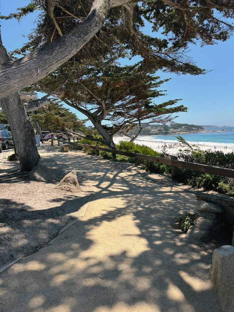 The dirt path along Scenic Road. It is covered by Cypress trees, and you can see the water in the distance