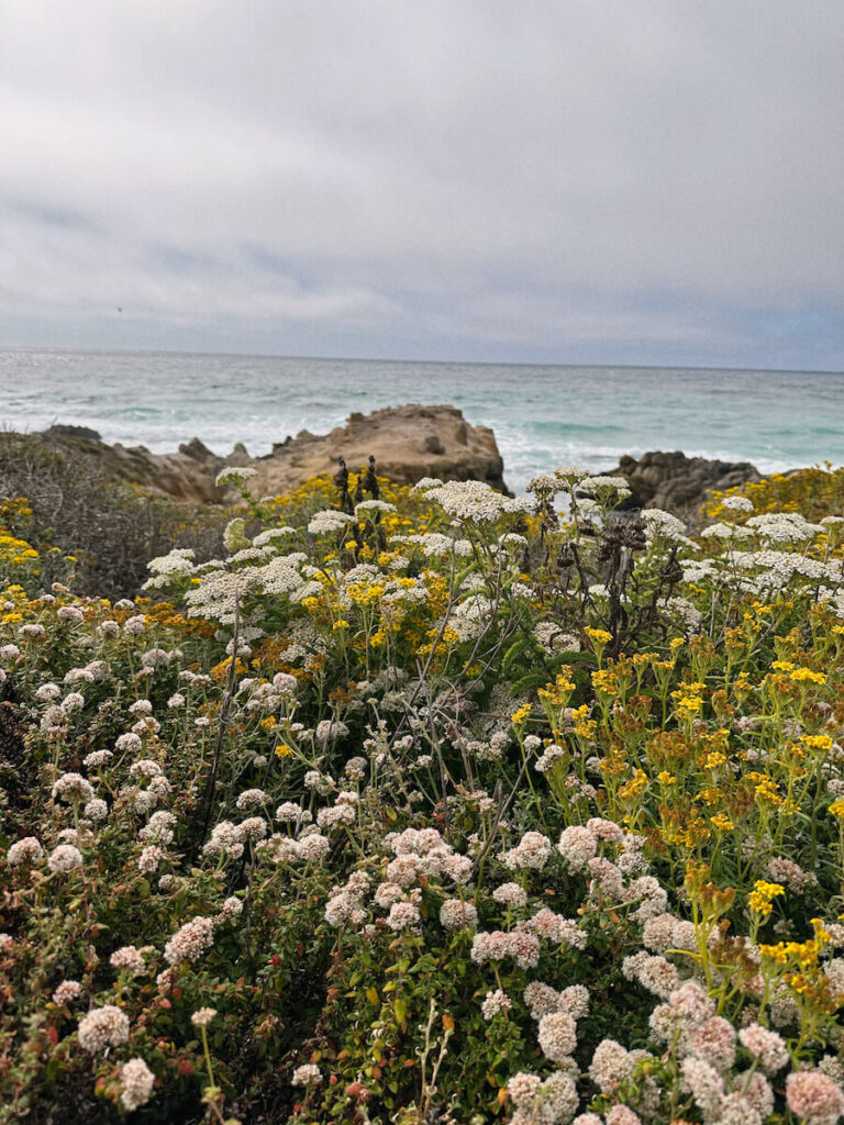 Yellow, light pink, and white flowers in the foreground, with the ocean in the background