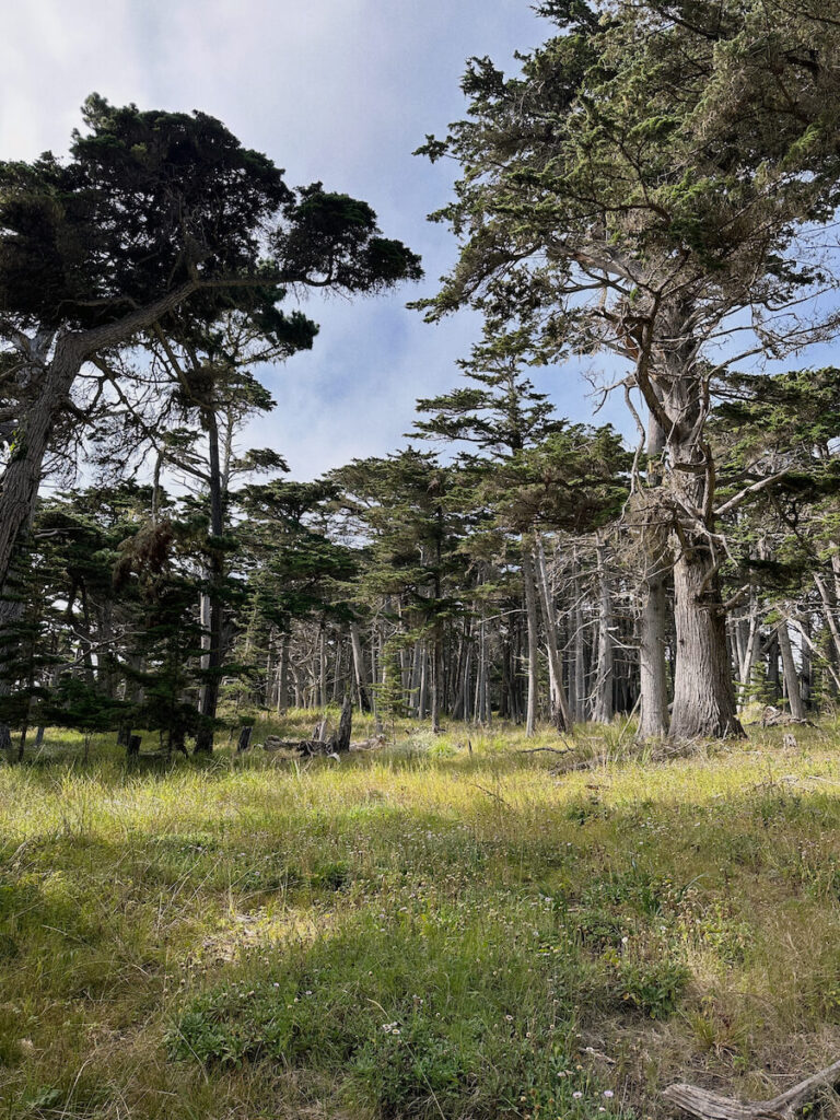 Sun shining down on a grassy field surrounded by cypress trees