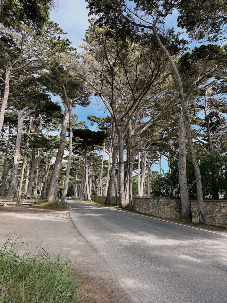 Road of the 17 Mile Drive lined by cypress and pine trees