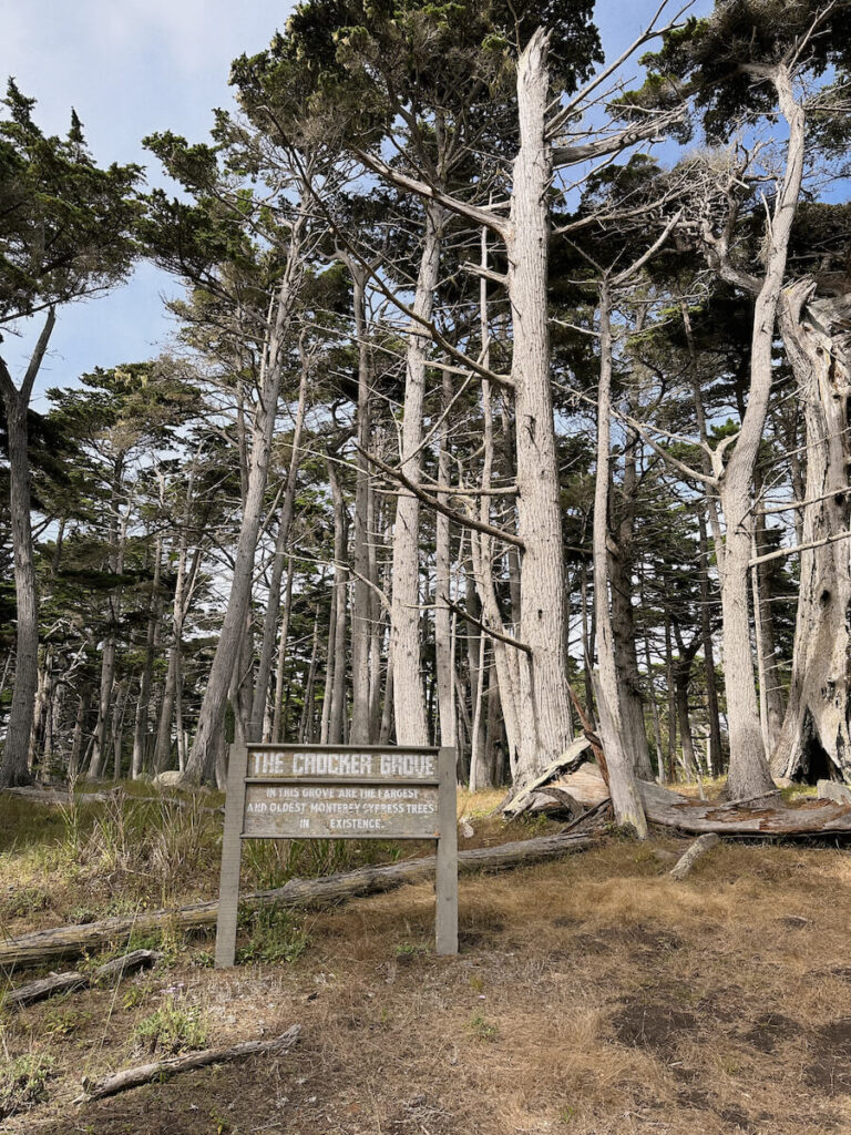 A wooden sign reading "The Crocker Grove" in front of tall cypress trees