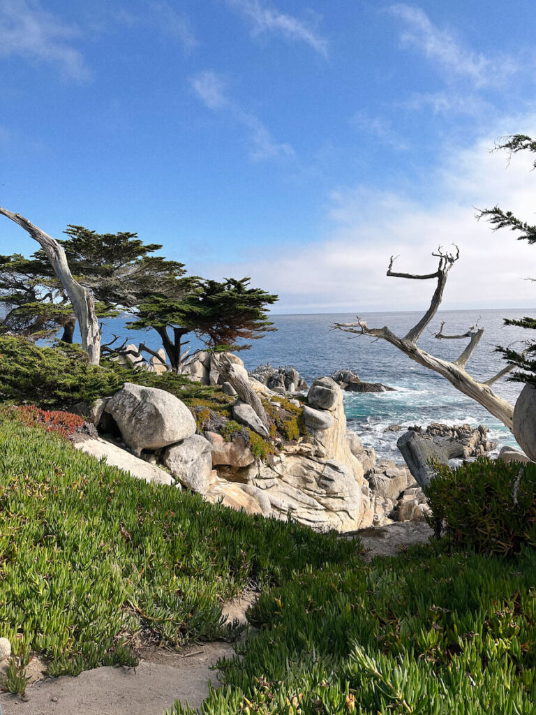 View of cypress trees on the rocky coastline