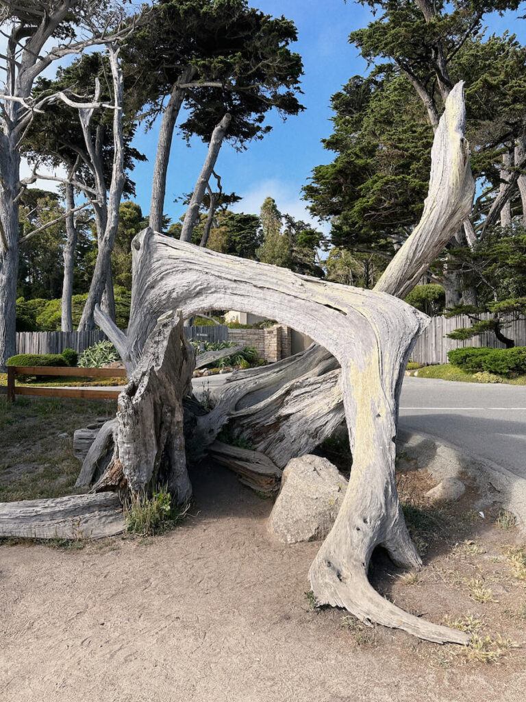 Trunk of a bleached cypress tree at the Ghost Trees point