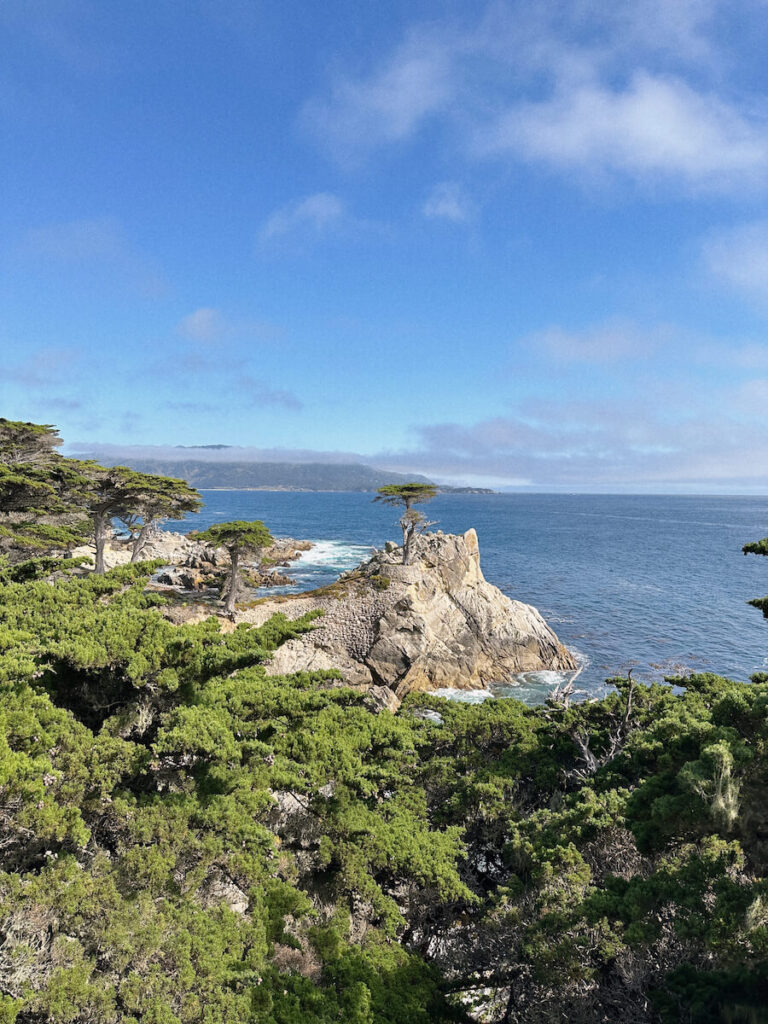 Distant view of the Lone Cypress tree from the road, with the tops of trees in the foreground