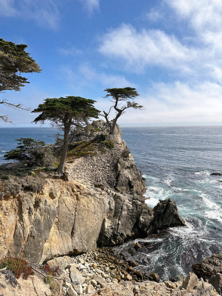 Close view of the lone cypress tree on the rocky cliff from the observation deck