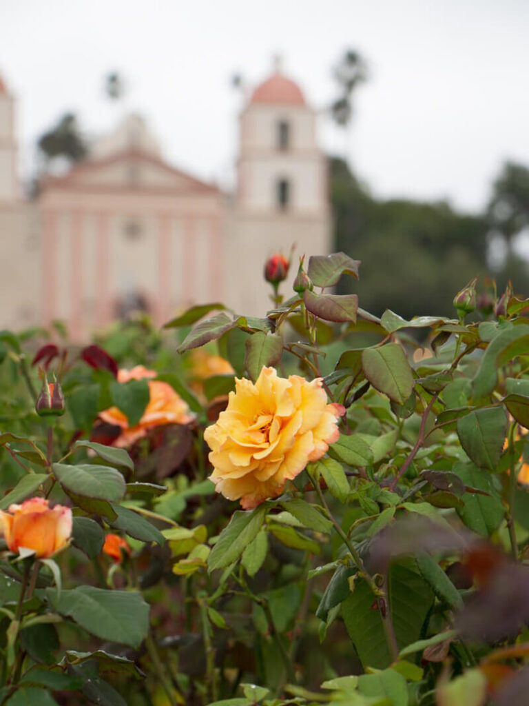 Rose at the Rose Garden in front of Old Mission Santa Barbara