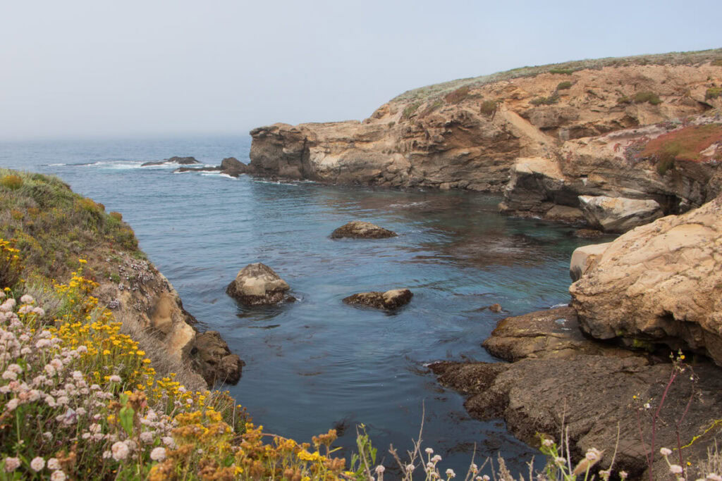 A cove surrounded by flowers in Point Lobos