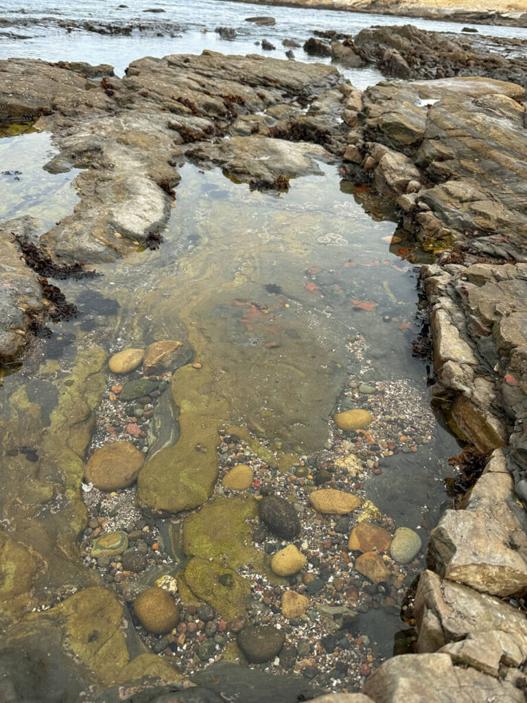 The tide pools at Weston Beach