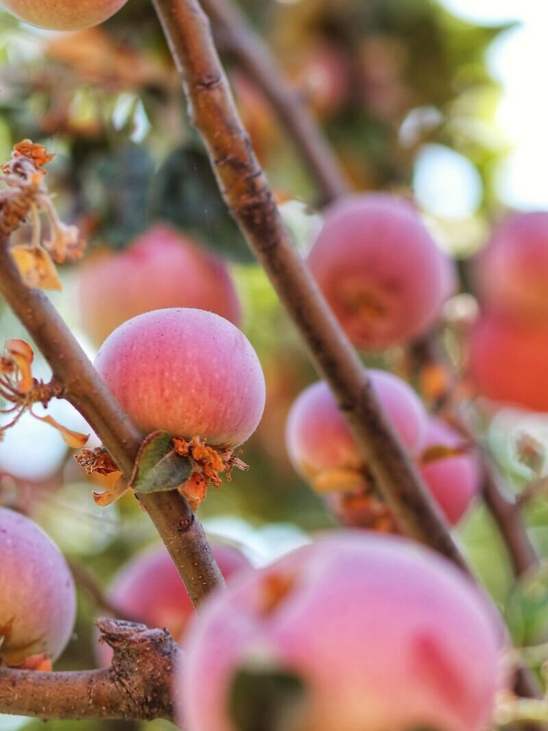 Apples on the Tree in Oak Glen, CA