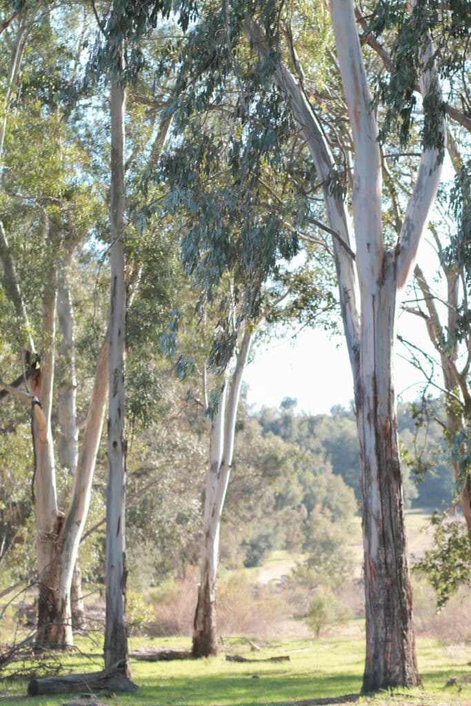 A grove of eucalyptus trees at Ojai Meadows Preserve