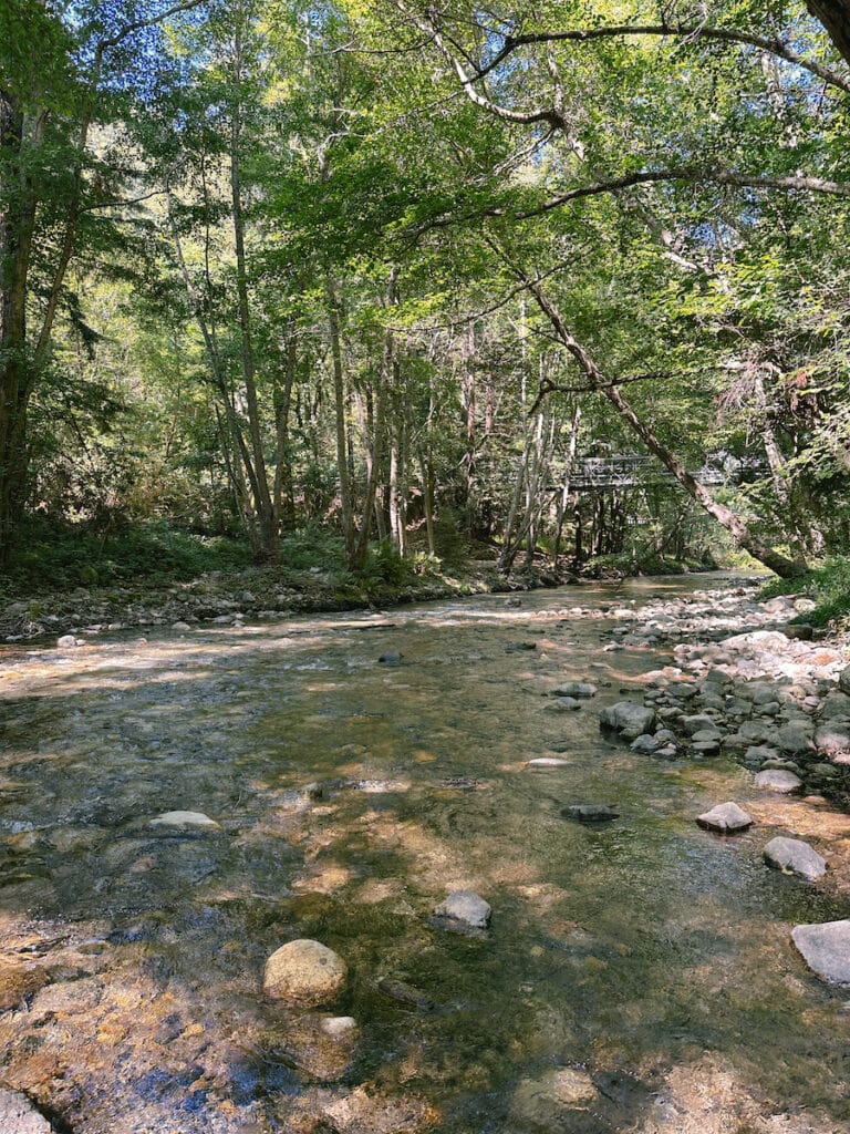 A view of the Big Sur River underneath a dense forest of trees