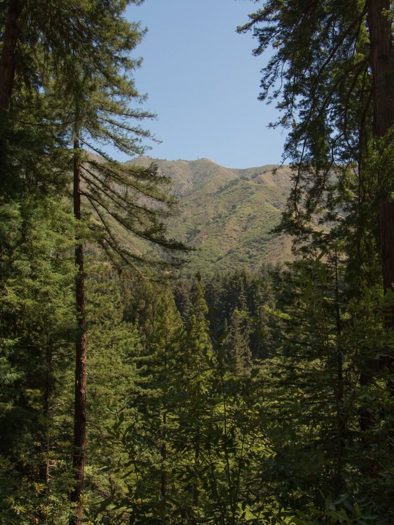 View of the Santa Lucia Mountains through redwood trees