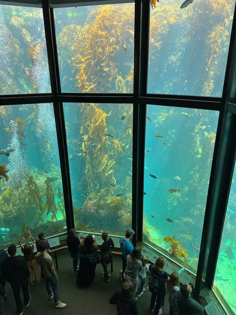 View of a two-story tank at the Monterey Bay Aquarium from above