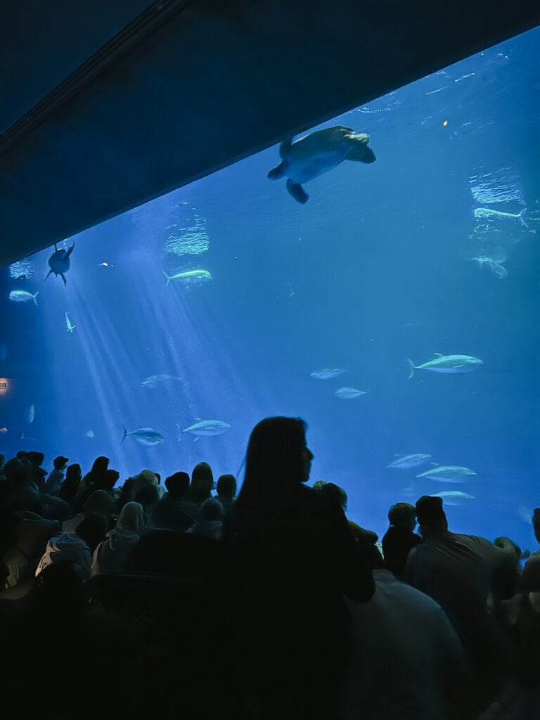 A massive tank with sea turtles and fish at the Monterey Bay Aquarium