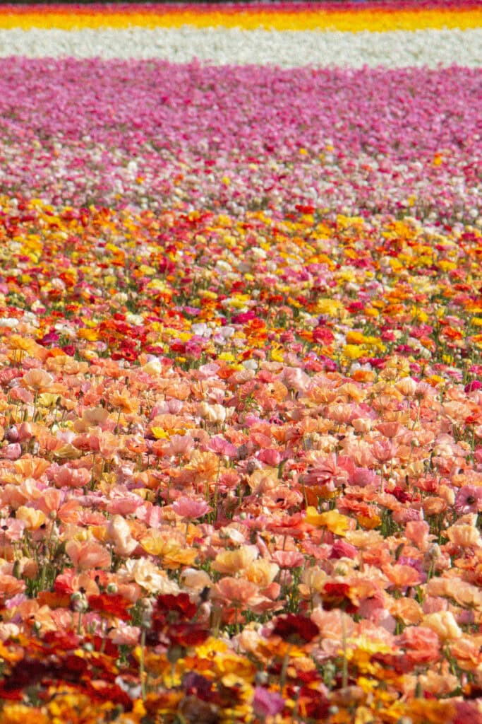 Multiple rows of different colored ranunculus flowers at The Flower Fields