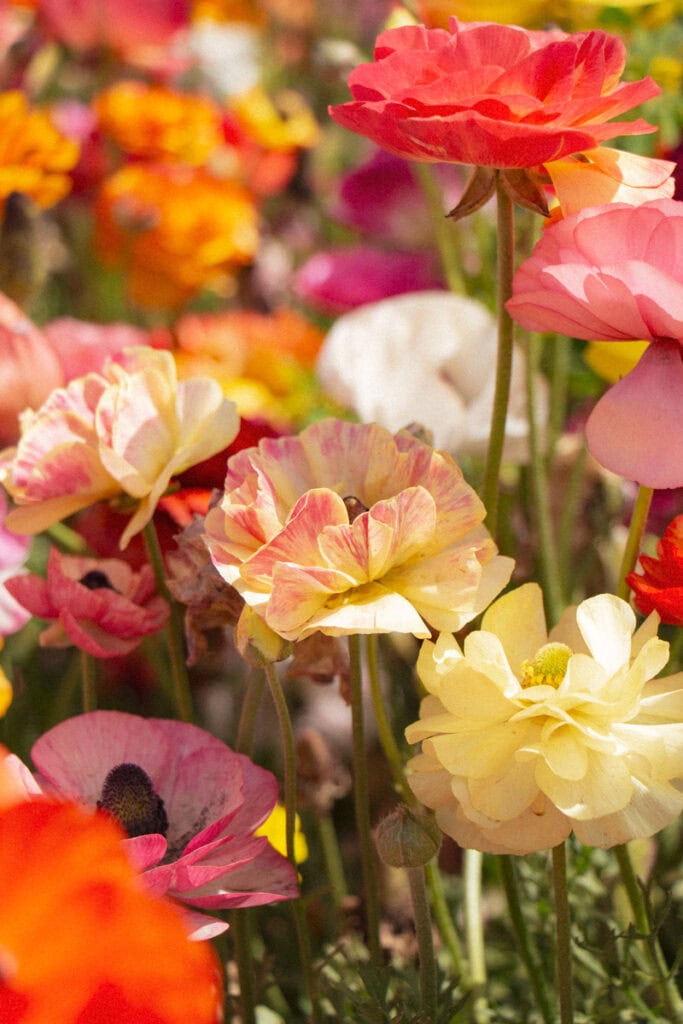 A close up of some pink, light yellow, and orange ranunculus flowers at The Flower Fields