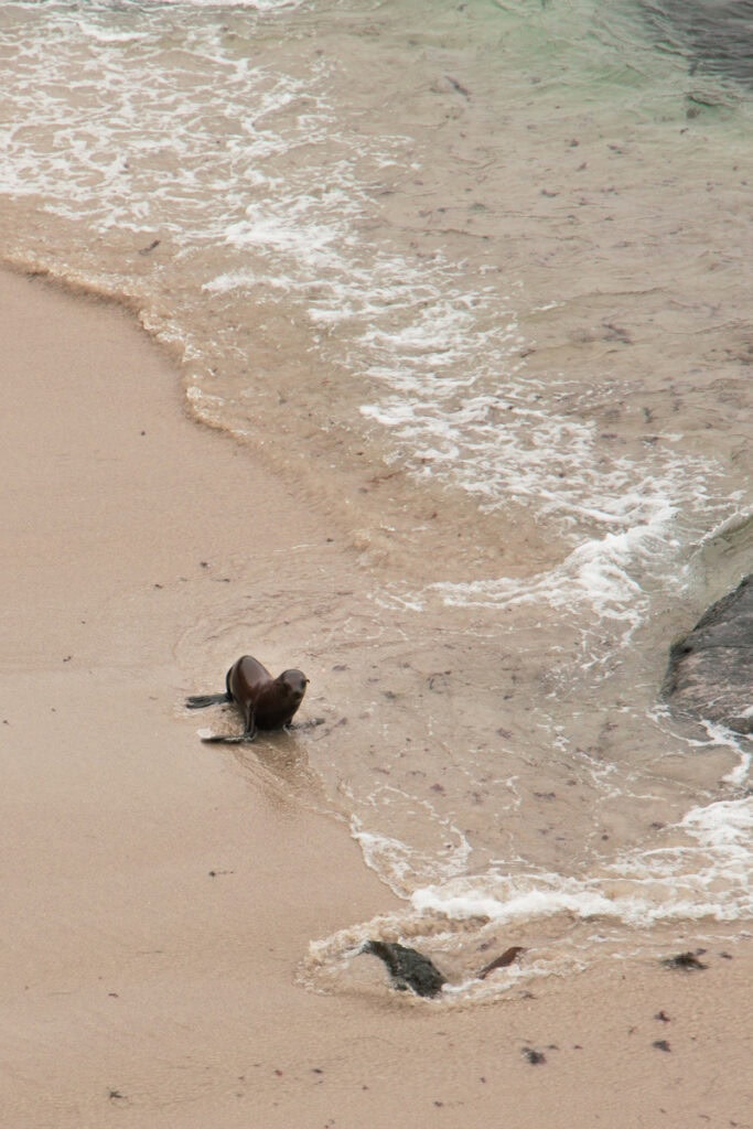 A small sea lion near the water in La Jolla