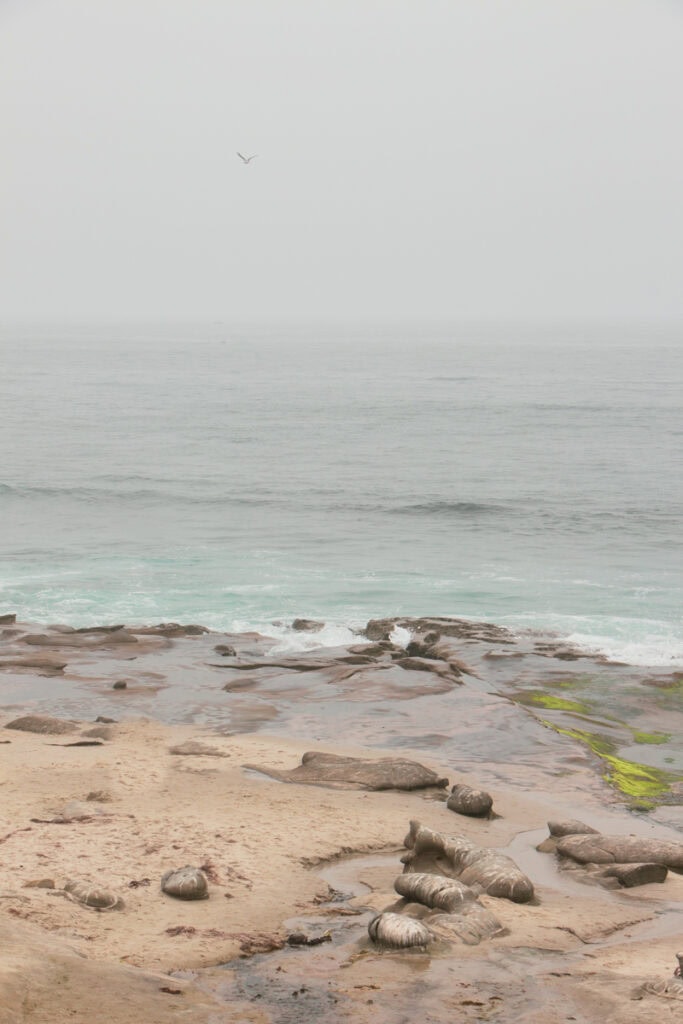 Tide pools in La Jolla