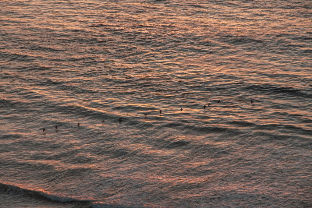 Birds flying over the ocean during sunset