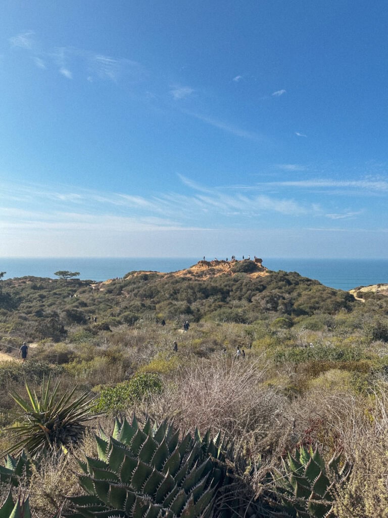 View of the ocean, cacti, and coastal bluffs from a Torrey Pines Reserve hike