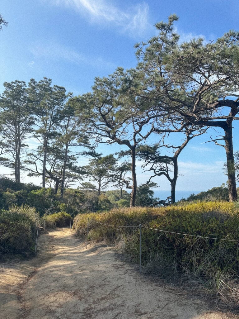 Trees shading a sandy trail at Torrey Pines Reserve