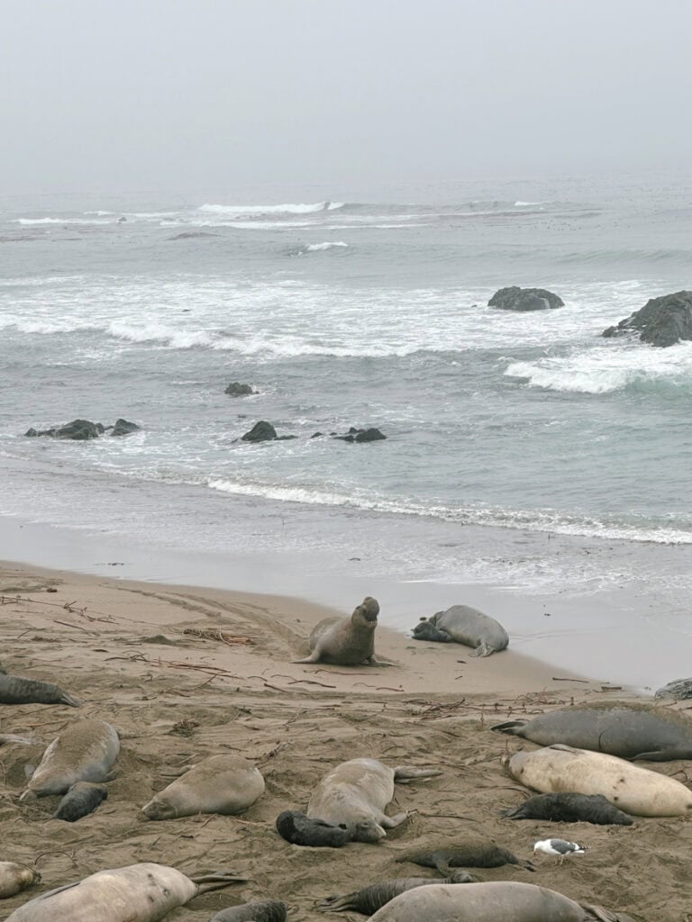 An elephant seal sitting up to make noises, surrounded by other elephant seals