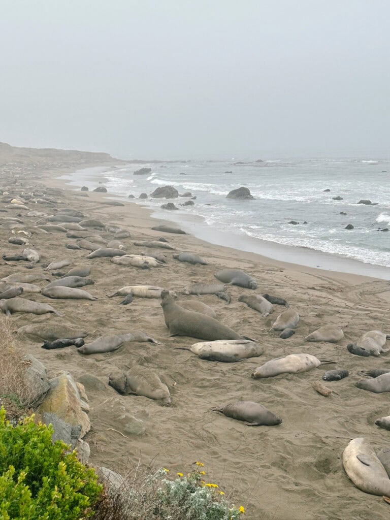 Dozens of elephant seals laying on the beach