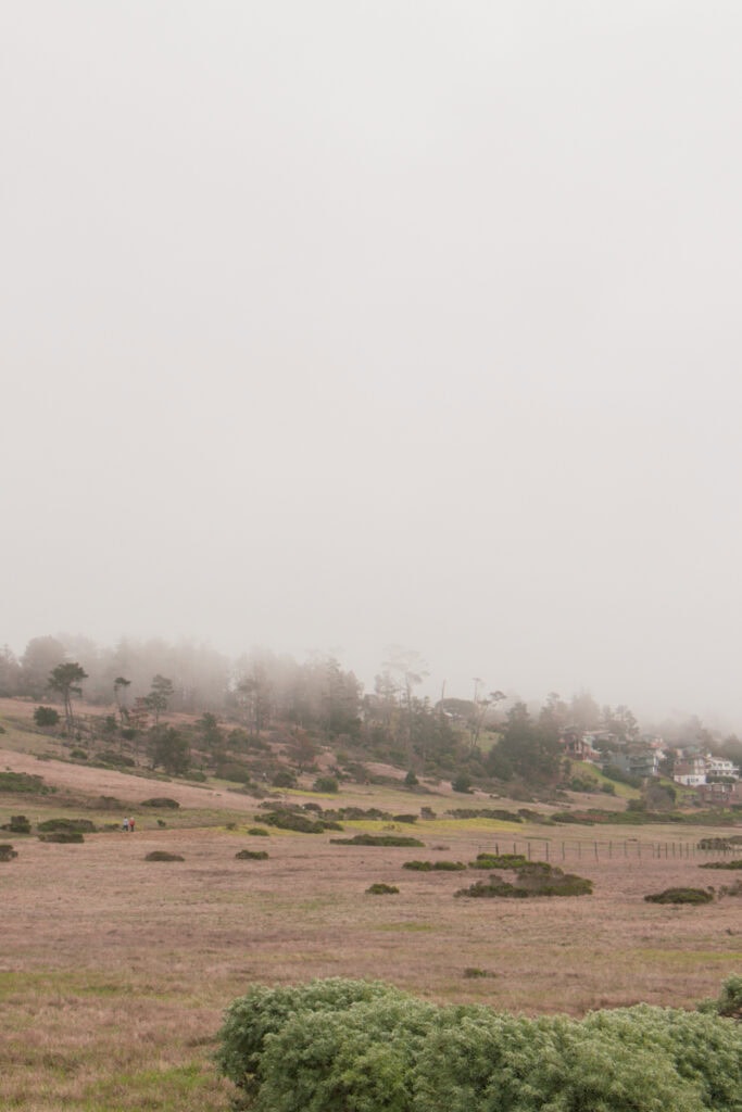 Dense fog in the distance over a forested area of Fiscalini Ranch Preserve