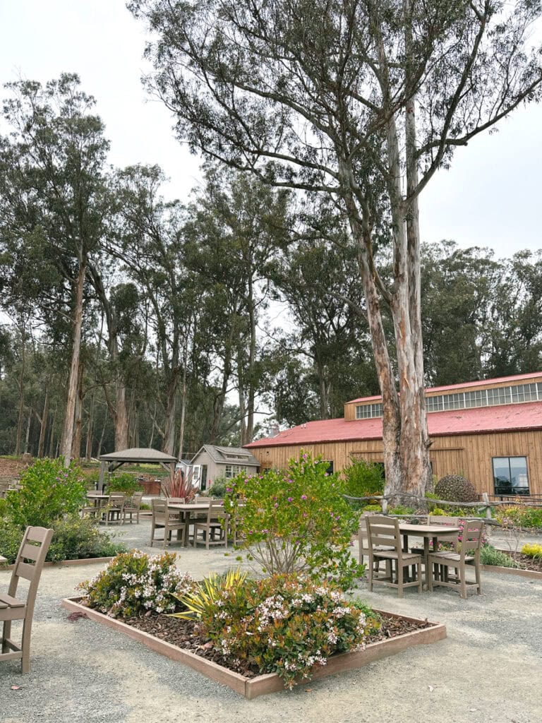 Tables surrounded by eucalyptus trees in front of the Hearst Ranch Winery building