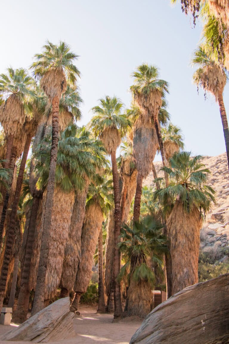 An oasis of palm trees at Palm Canyon in Palm Springs