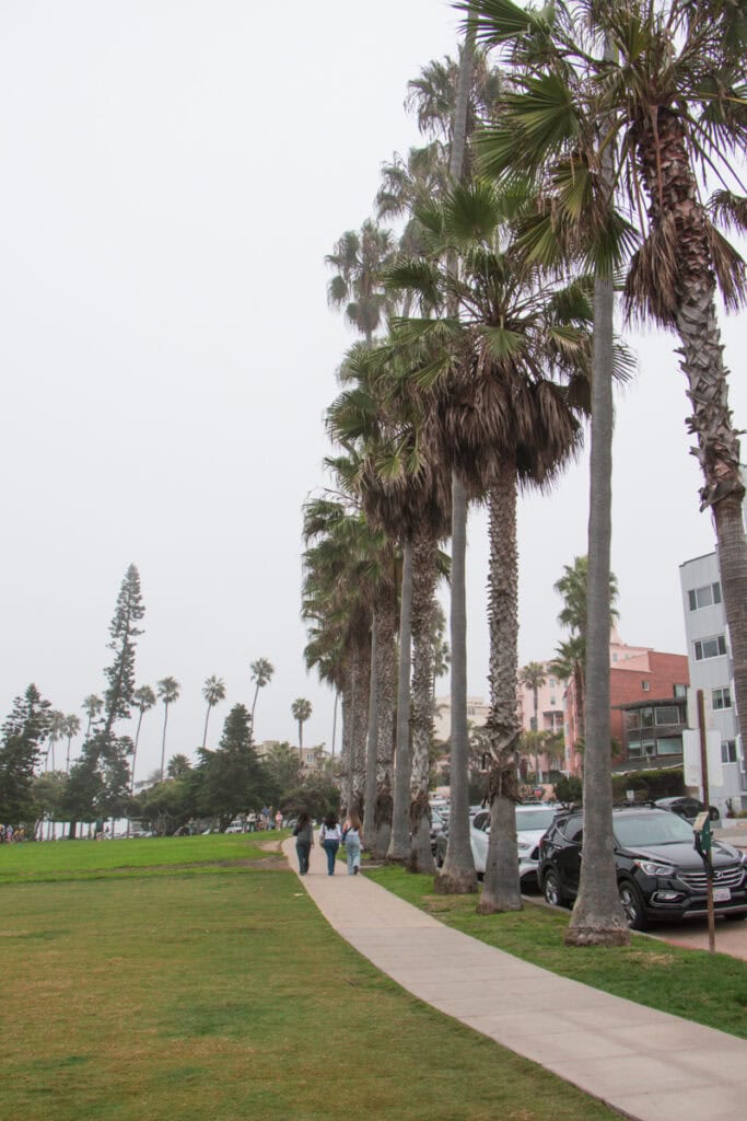 A palm tree-lined sidewalk next to a grassy area in La Jolla