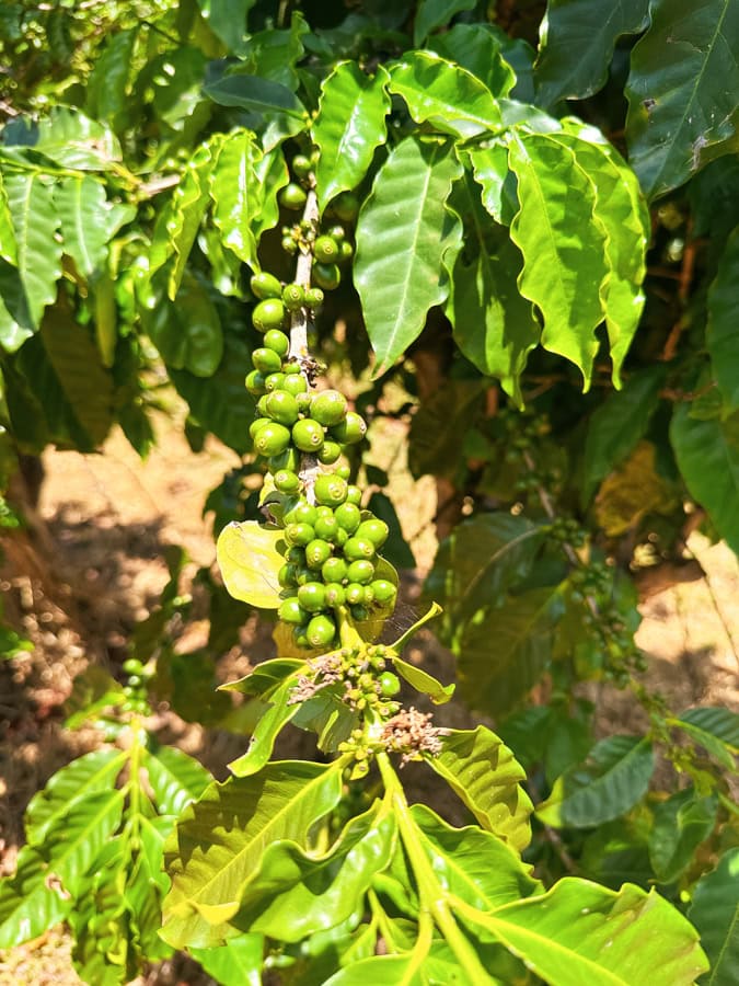 Small green coffee beans on the plant