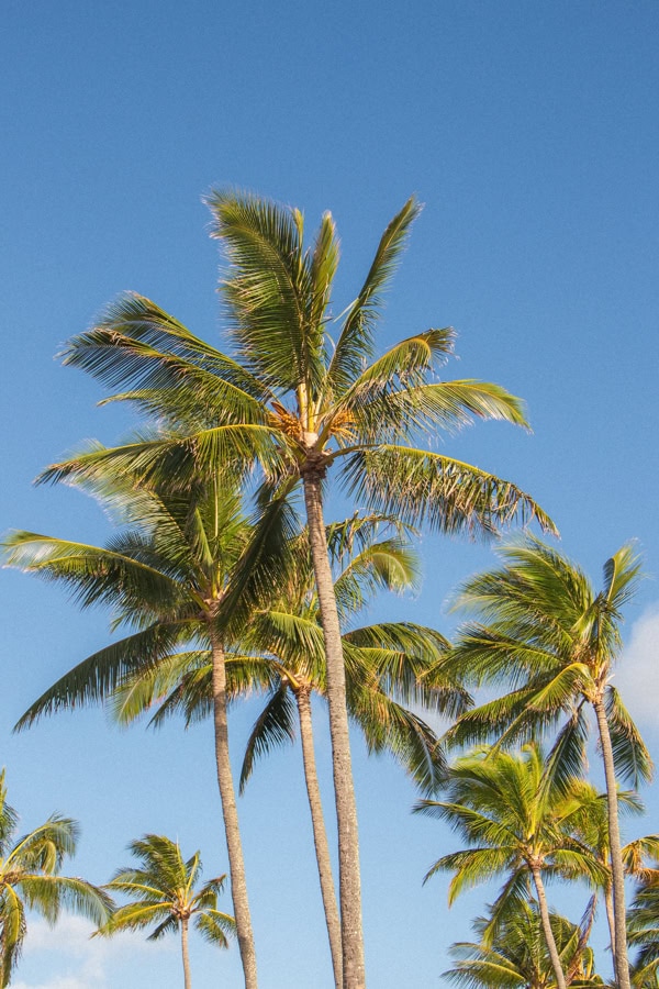 Looking up at a collection of palm trees on a sunny day