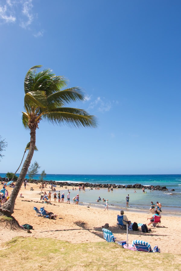 A single palm tree leaning over a sandy beach. There are lots of beachgoers on the sand and in the water.