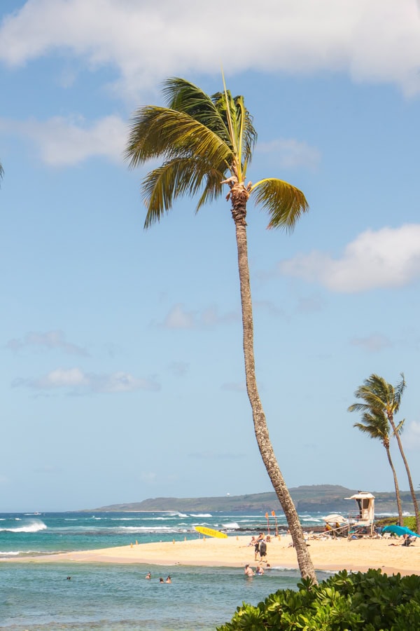 A tall palm tree in the foreground, with the beach and a lifeguard tower in the background