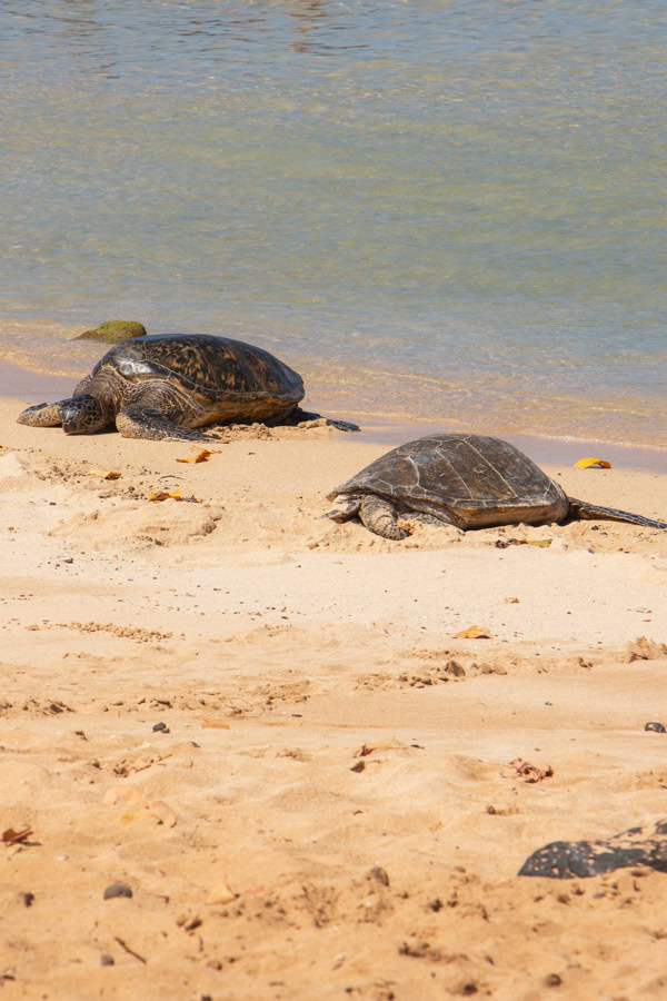 Two sea turtles on the sand at Poipu Beach