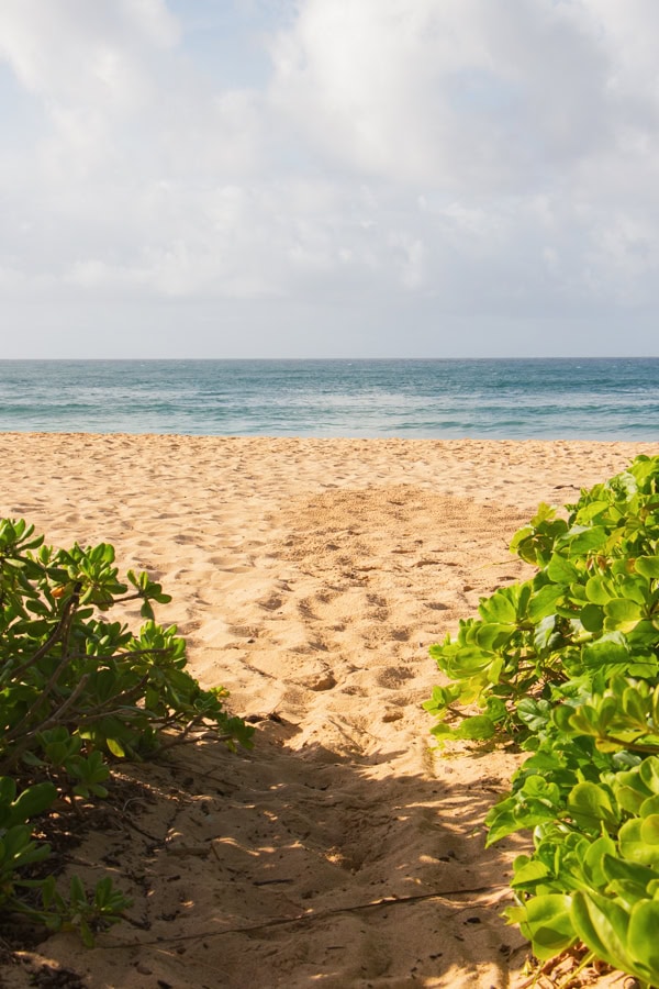A sandy path leading out to the beach, surrounded by plants on either side