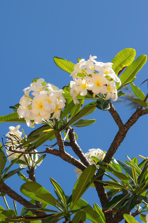 White plumeria flowers on the tree