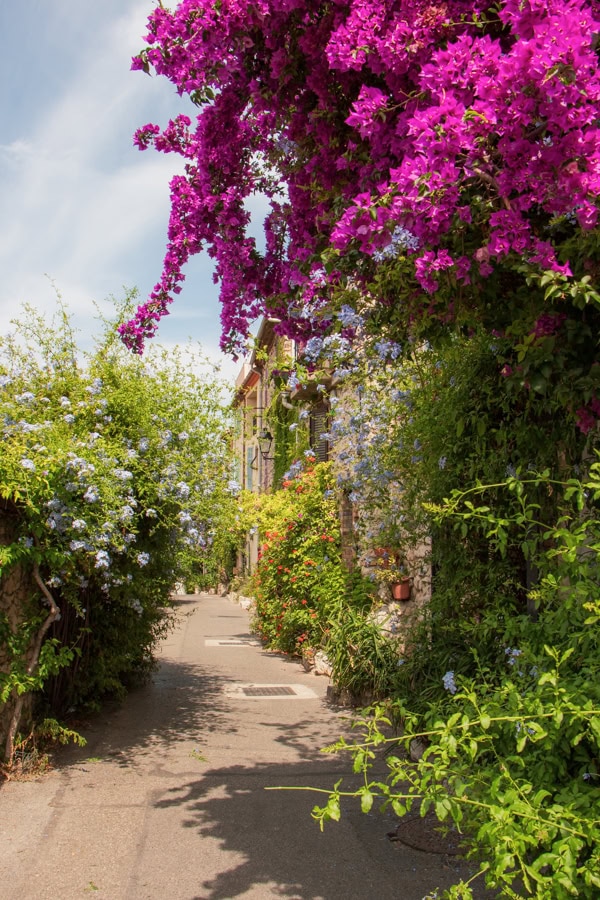 Bougainvillea and other flowers and greenery growing along a building in Old Town Antibes