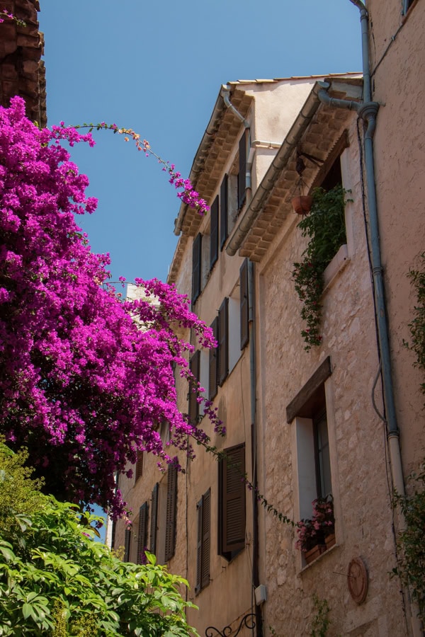 Abundant purple flowers growing in front of a stone building