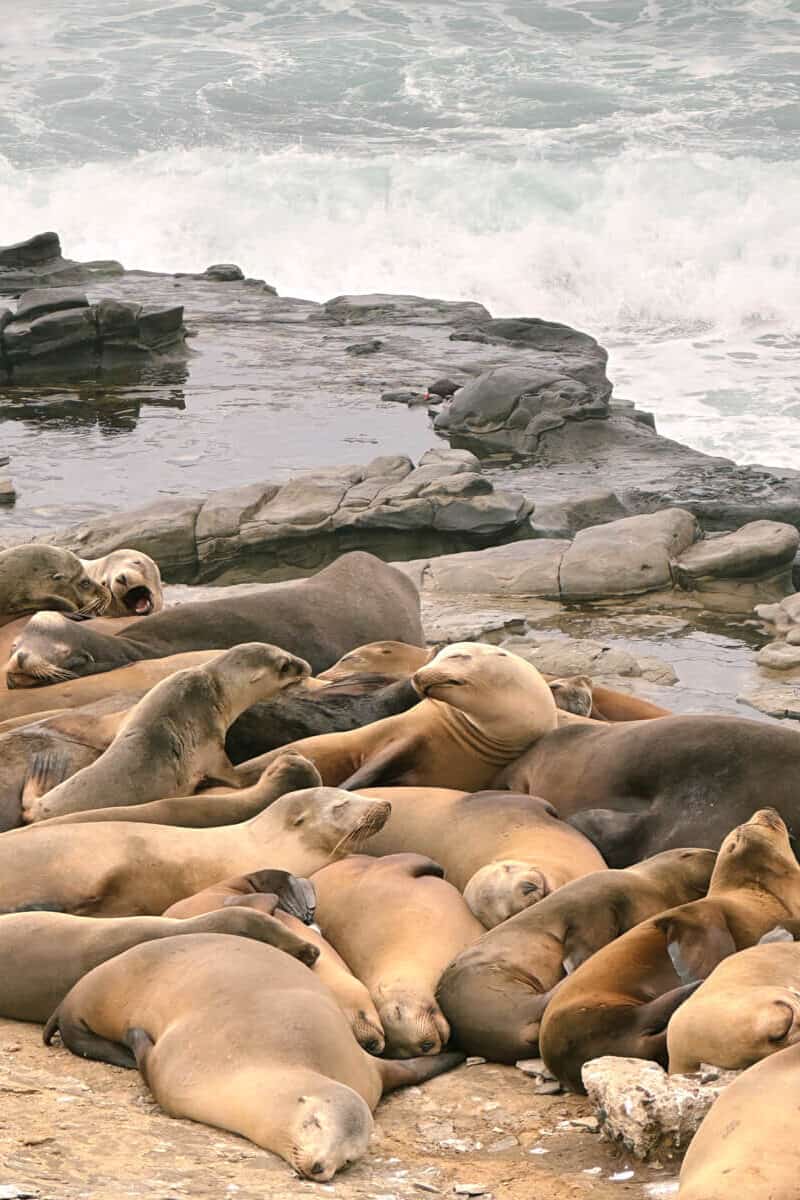 A pile of sea lions resting on the coastal rocks, with the ocean behind them.