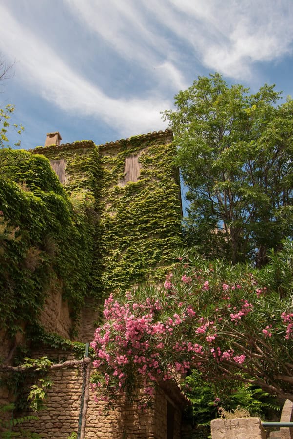 A stone building in Gordes covered with greenery growing up the walls. There are also pink flowers in front.